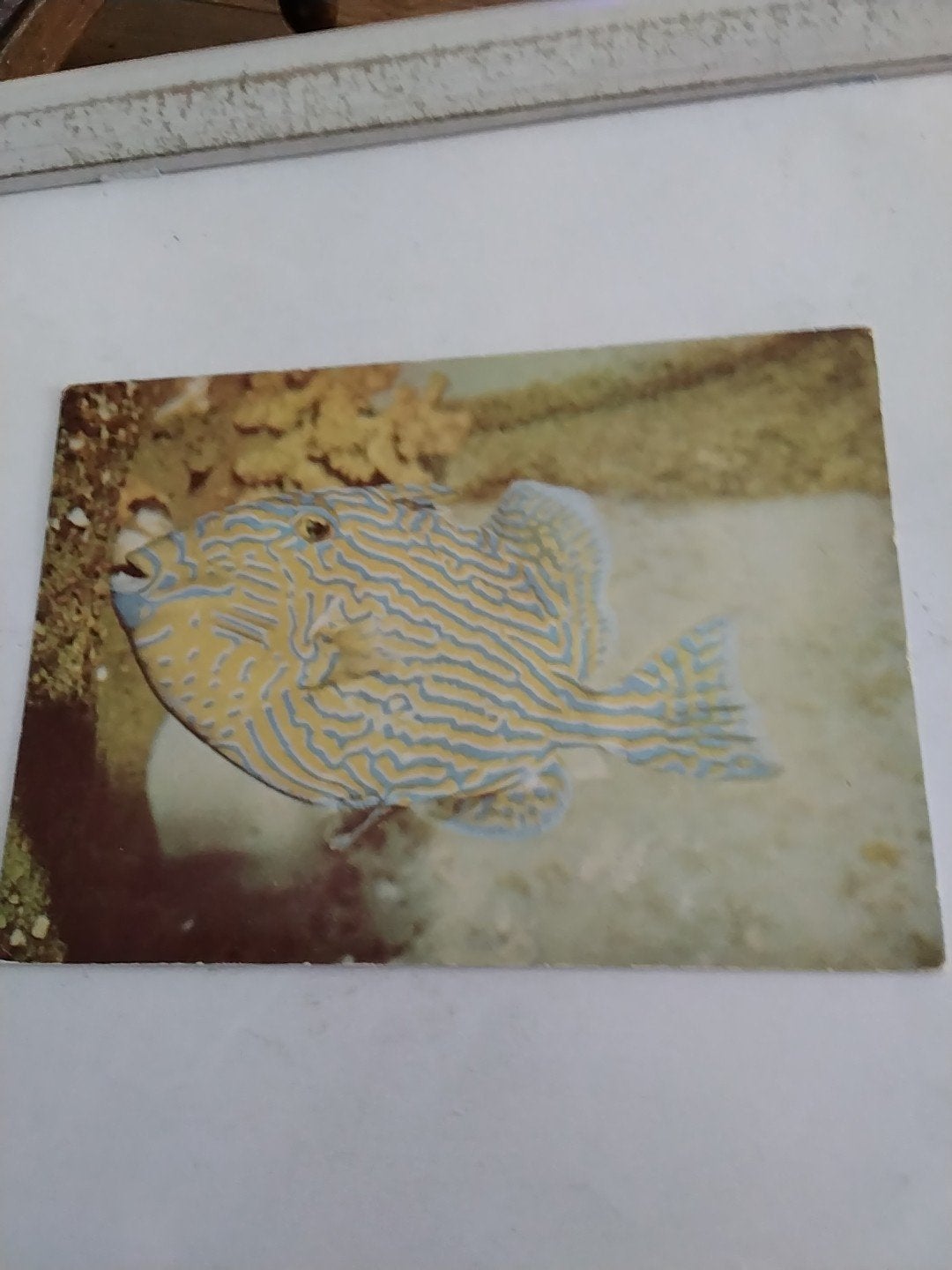 Ansichtkaart Zoo Antwerpen Blauwgestreepte Trekkervis, Ophalen of Verzenden