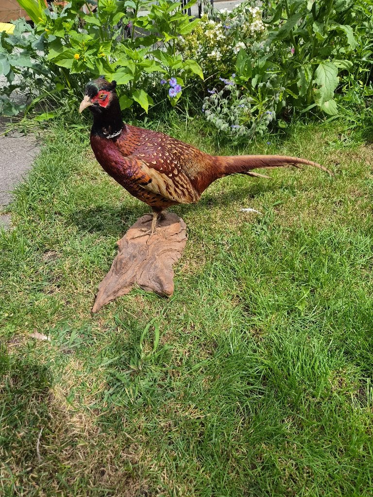 Dierenverzameling opgezette vogel fazant fazanten bosfazant, Ophalen of Verzenden, Zo goed als nieuw, Vogel, Opgezet dier
