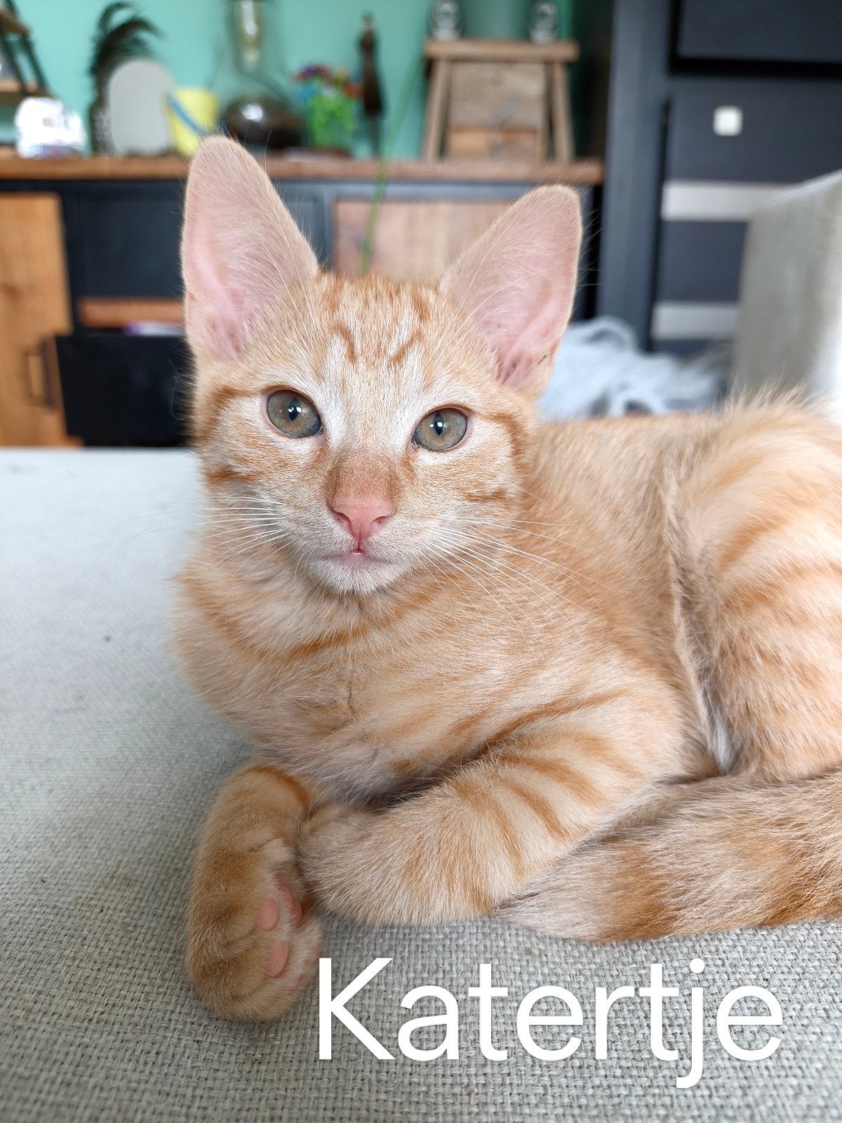 Kittens, Dieren en Toebehoren, Katten en Kittens | Overige Katten, Meerdere dieren, Kortharig, 0 tot 2 jaar
