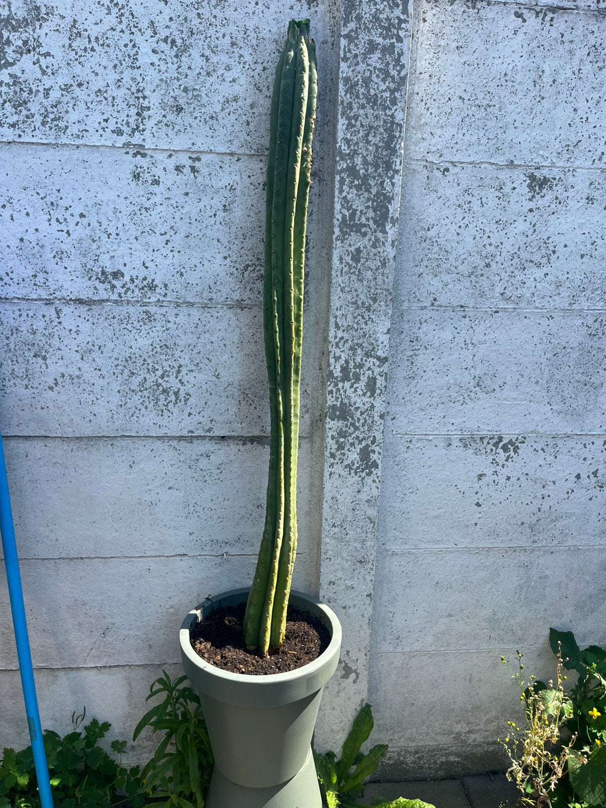 San Pedro Cactus, Huis en Inrichting, Kamerplanten, Ophalen, Cactus, Volle zon, 100 tot 150 cm