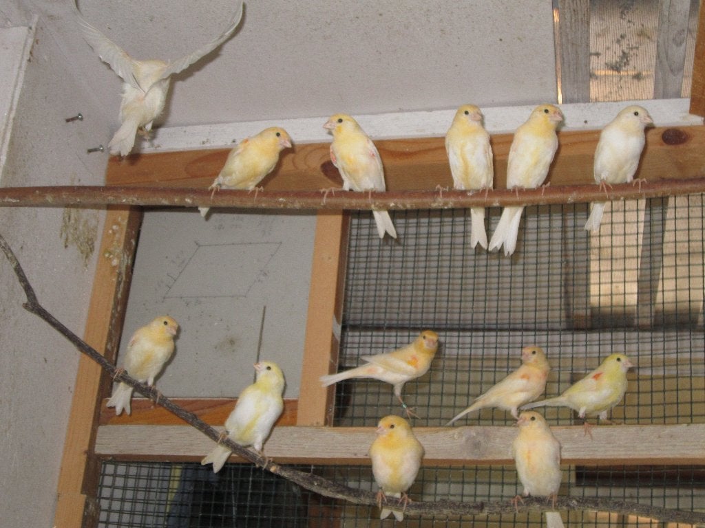 Jonge mozaiek kanaries te koop, Meerdere dieren, Kleurkanarie