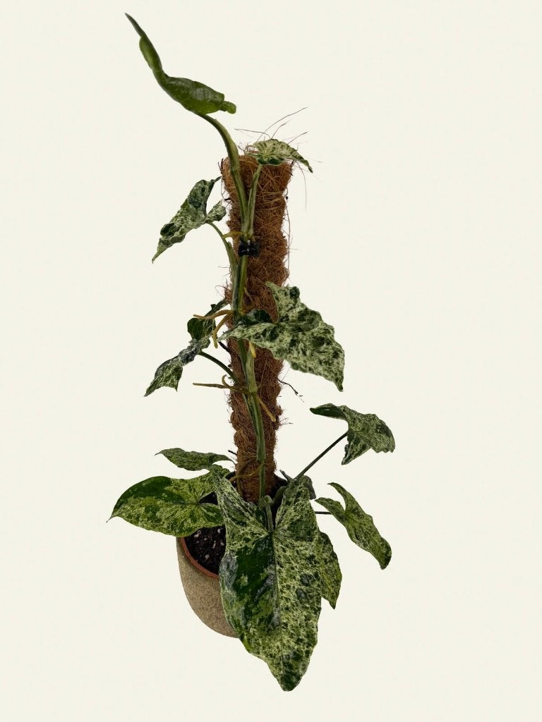 Syngonium Mottled Mojito, Ophalen of Verzenden, Halfschaduw, Minder dan 100 cm