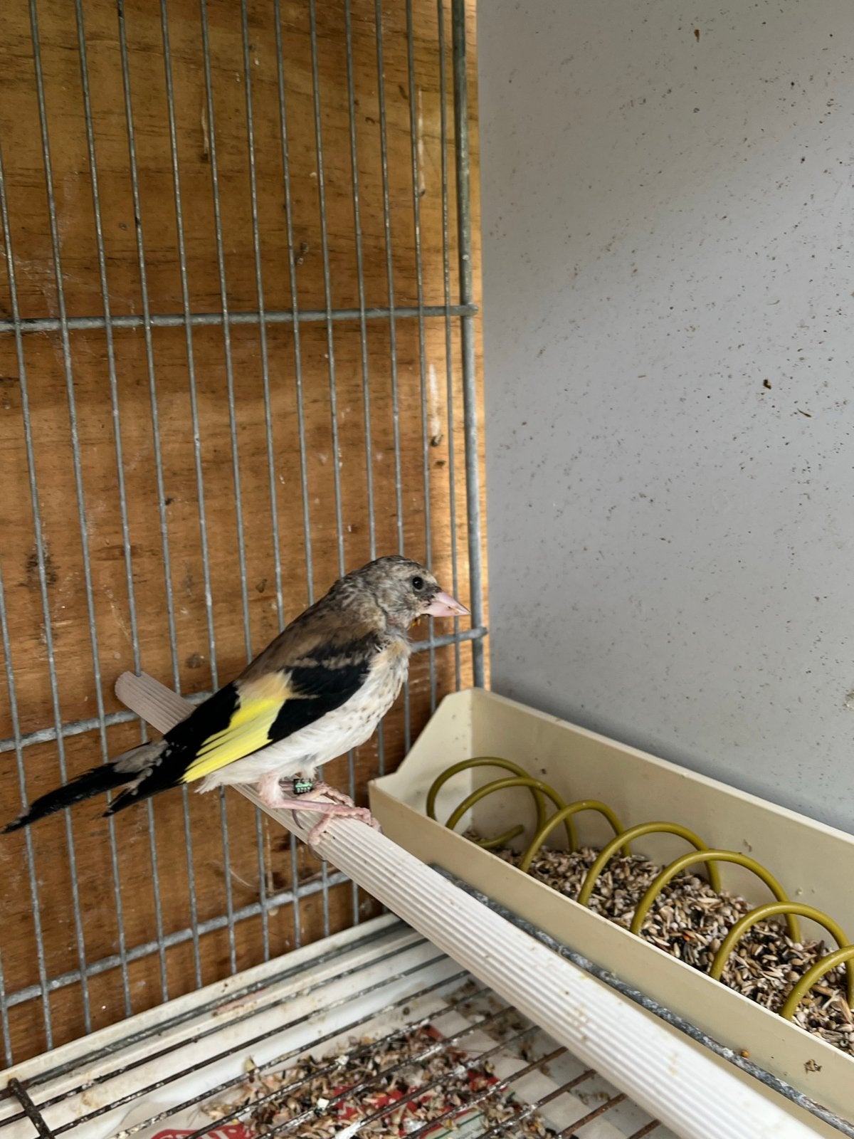 Kleine putter van 2026 4 stuks, Dieren en Toebehoren, Mannelijk, Wildzangvogel