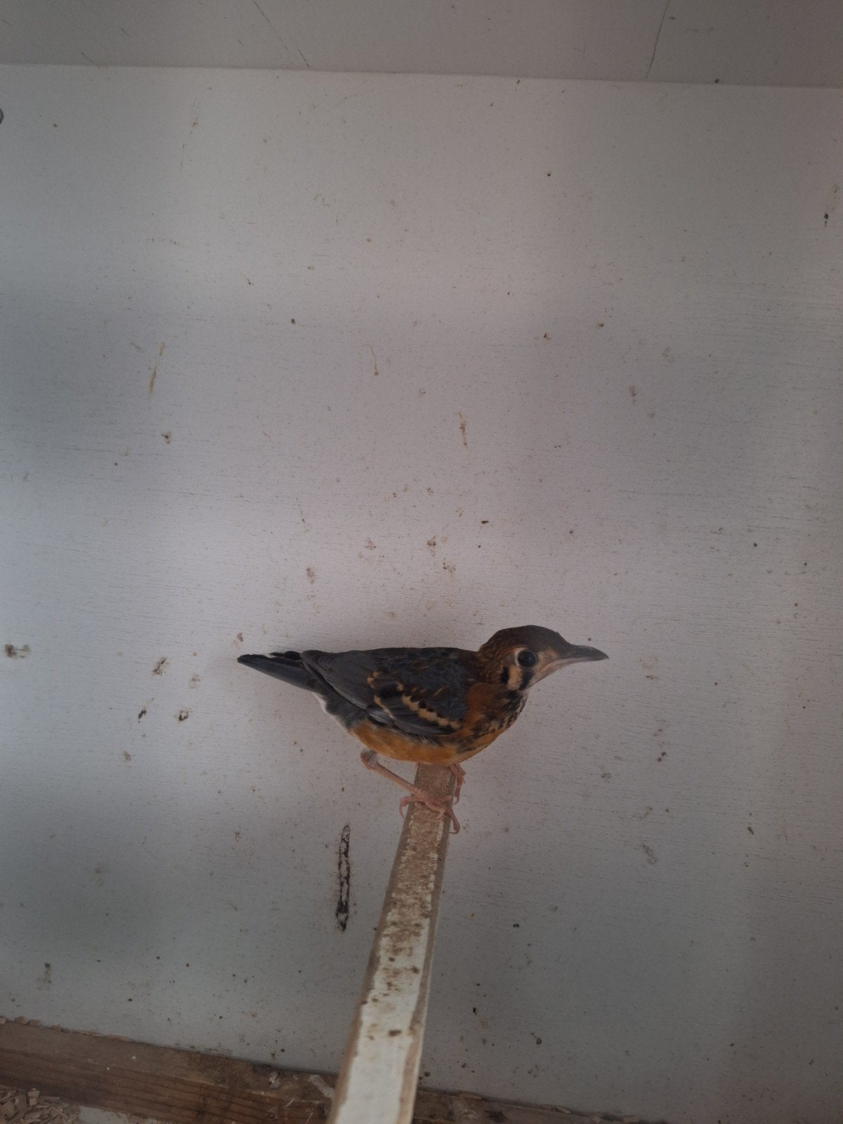 Te koop damalijsterman, Dieren en Toebehoren, Vogels | Overige Vogels, Mannelijk, Tropenvogel, Geringd
