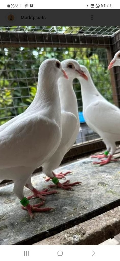 witte postduiven, Meerdere dieren, Overige soorten