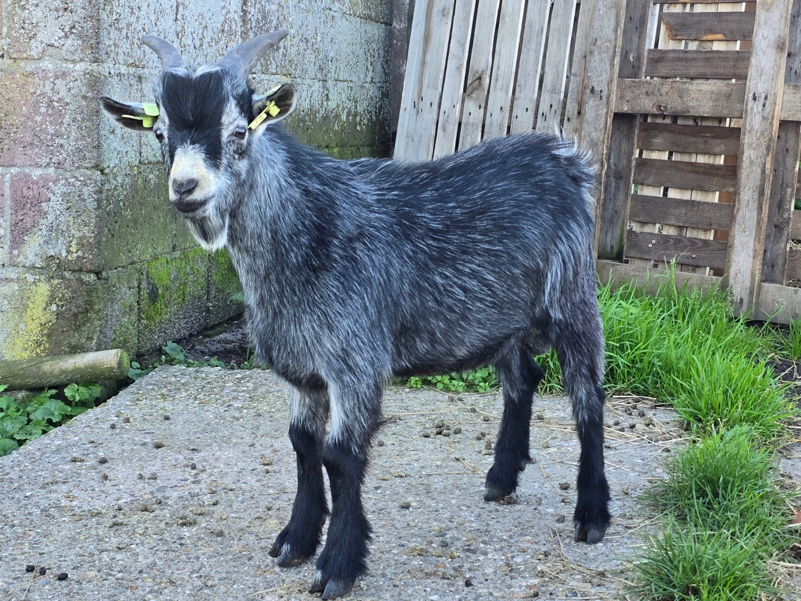 Kleurzuivere blauwschimmel dekbok (Type dwerggeit), Dieren en Toebehoren, Mannelijk, Geit, 0 tot 2 jaar