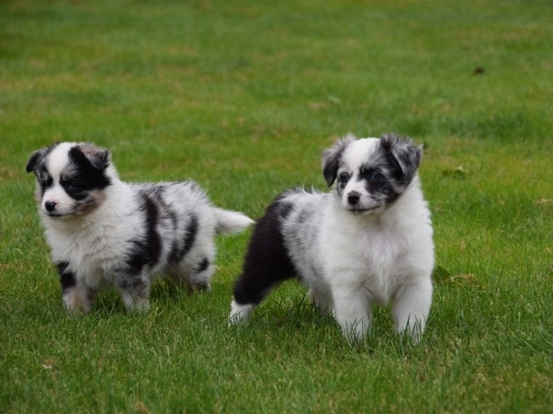 Prachtige Miniature American Shepherd (MAS) pups, Dieren en Toebehoren, Honden | Herdershonden en Veedrijvers, Parvo, Overige rassen