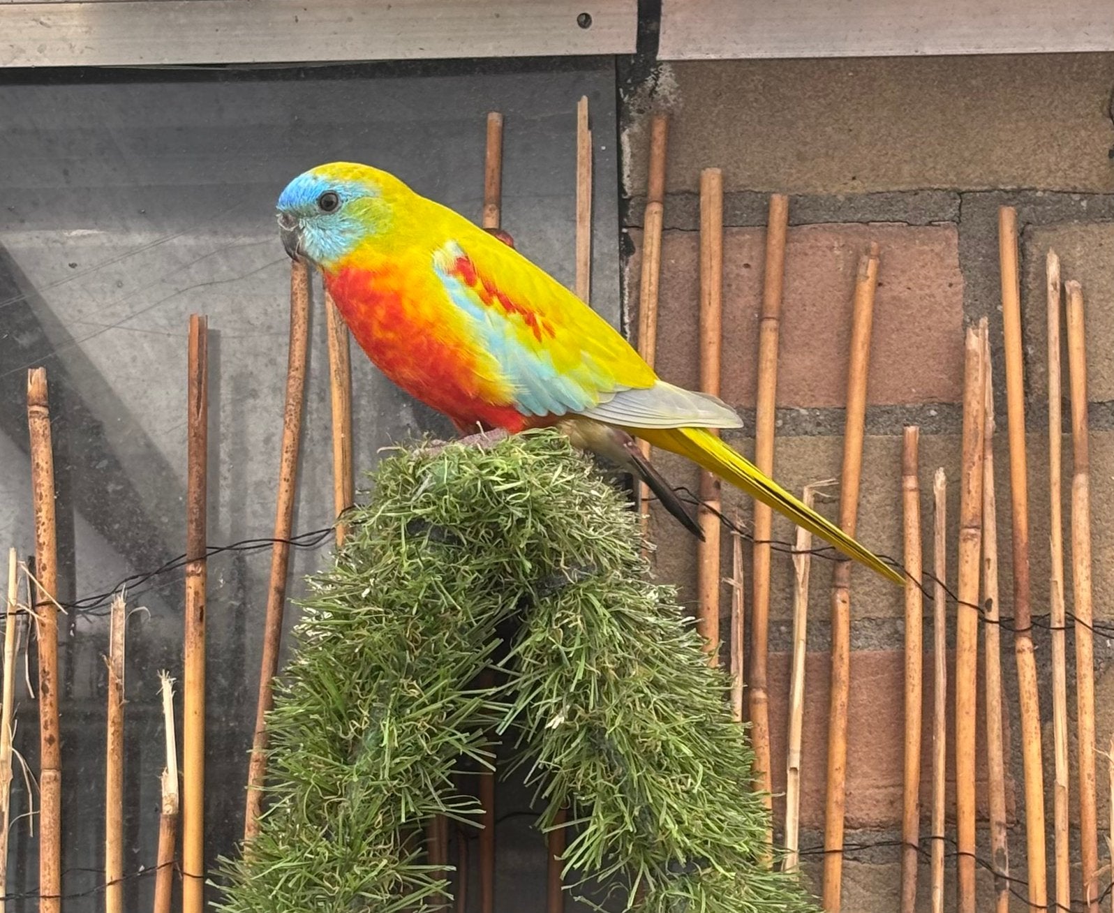 Koppel Turquoisine parkiet Roodbuik, Dieren en Toebehoren, Meerdere dieren, Parkiet, Geringd