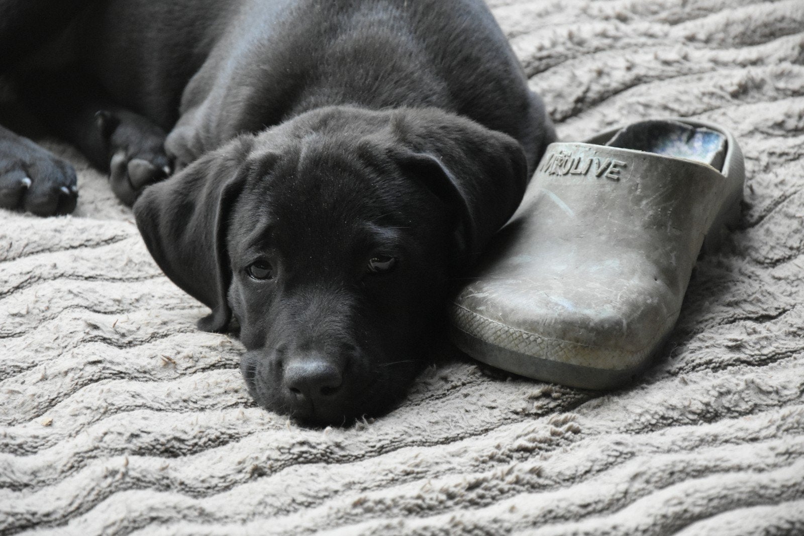 Rottweiler x Weimaraner/Rhodesian Ridgeback pups, Overige rassen, 8 tot 15 weken, Meerdere, Meerdere dieren