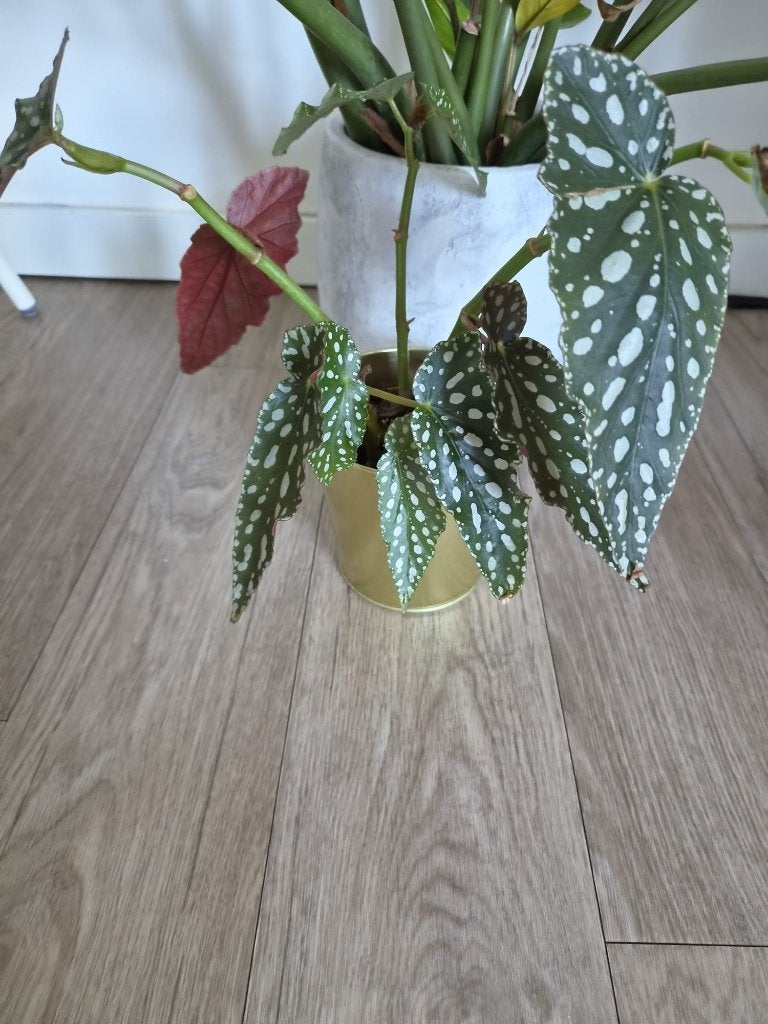 polka dot begonia plant + pot, Ophalen, Overige soorten, Volle zon