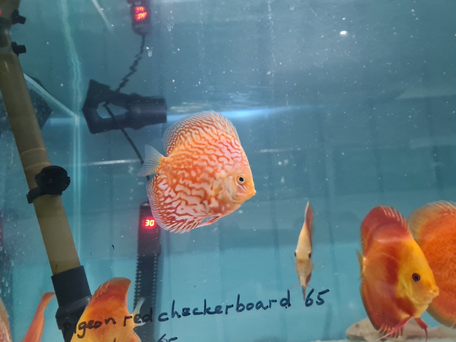 Snow Checkerboard Discus, Dieren en Toebehoren, Vis, Zoetwatervis