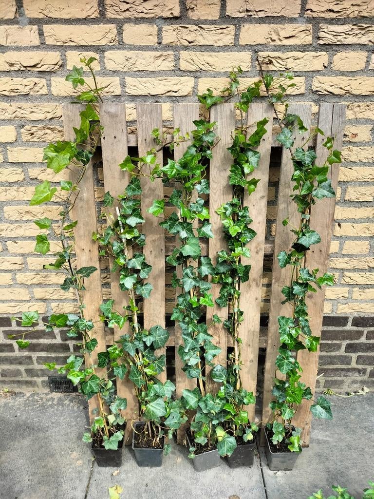 Hedera hibernica klimop 100-125 cm, Ophalen, Overige soorten, 100 tot 250 cm