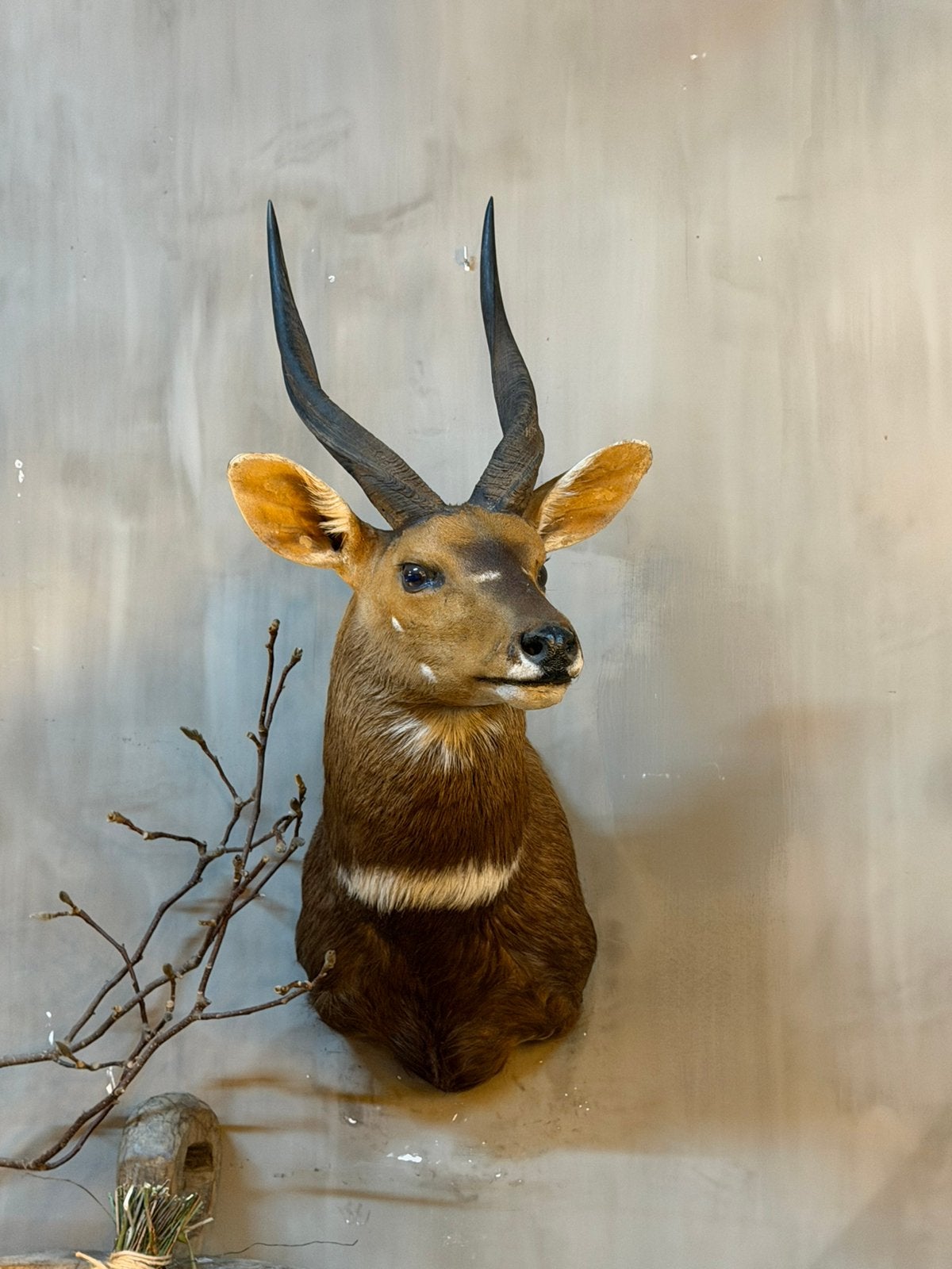 Opgezette Bosbok opgezet taxidermie bok hoorns, Ophalen, Zo goed als nieuw, Wild dier, Opgezet dier