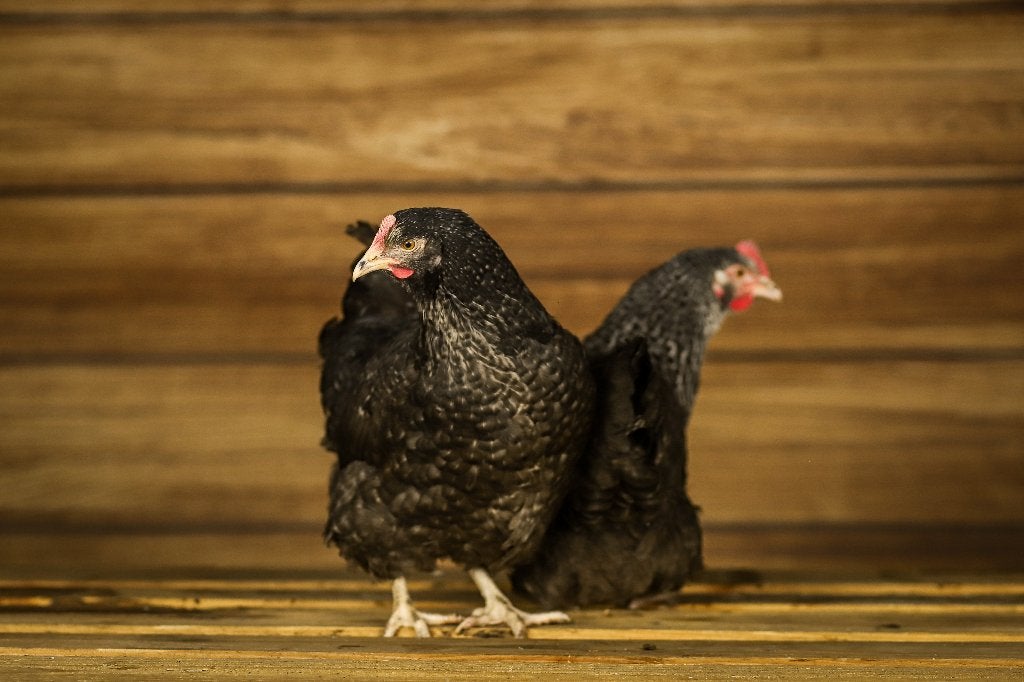 Sussex kippen | Koekoeks kleurslag | Goede legger, Vrouwelijk, Kip