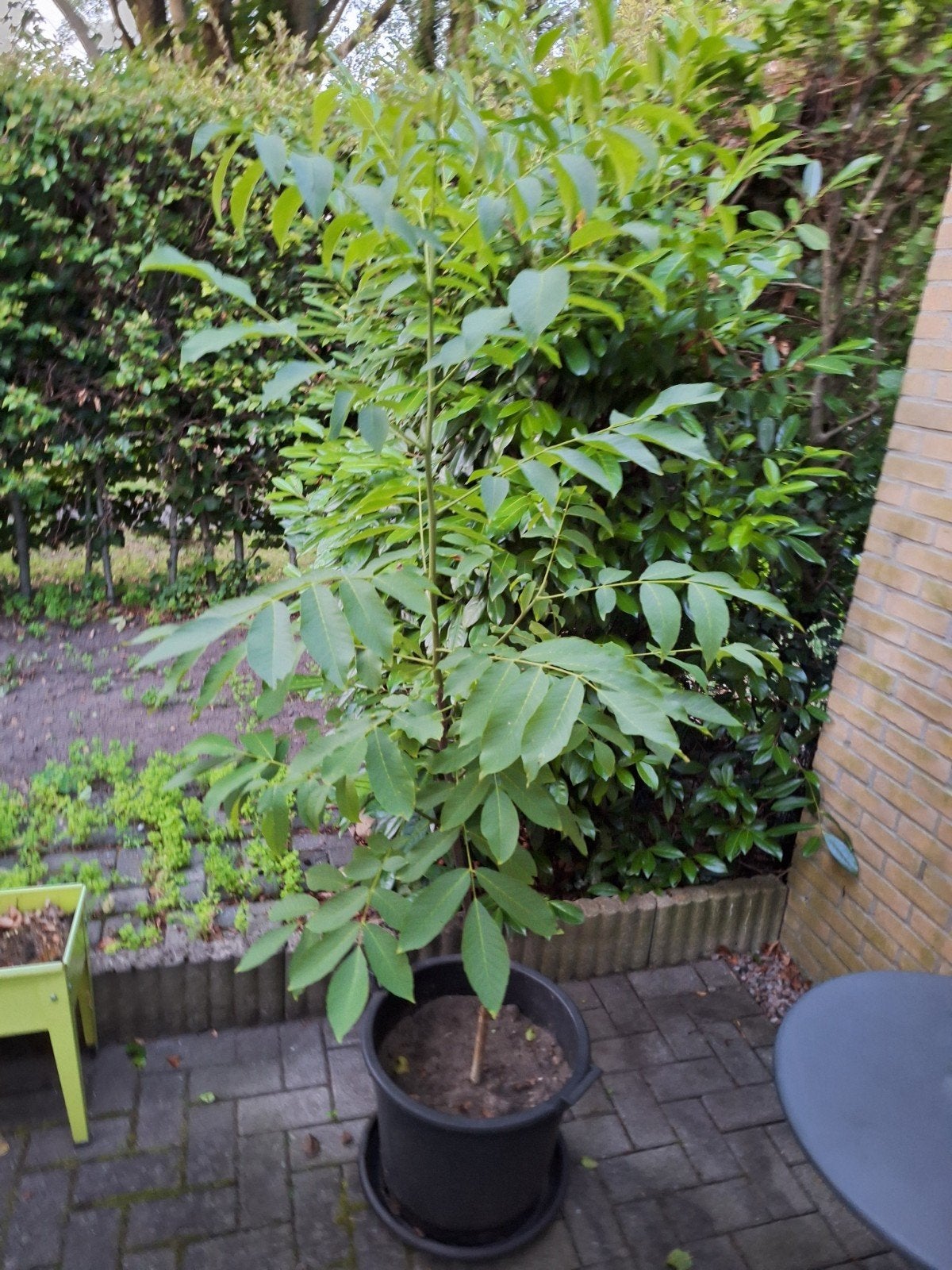 Walnoot boom, Tuin en Terras, Planten | Struiken en Hagen, Ophalen, Overige soorten, 100 tot 250 cm
