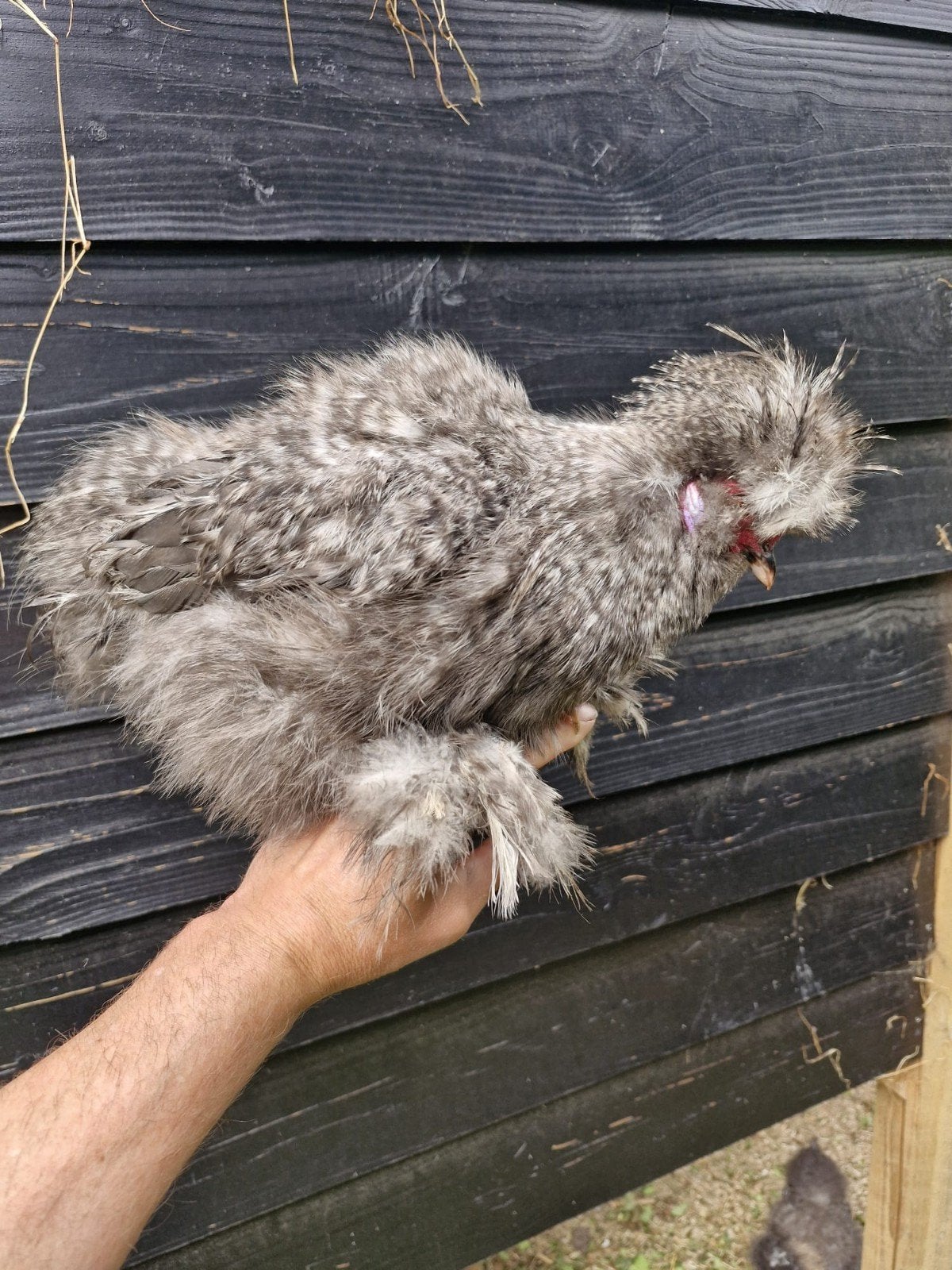 Gratis af te halen: mooie jonge gezonde zijdehoen Haan., Dieren en Toebehoren, Mannelijk, Kip