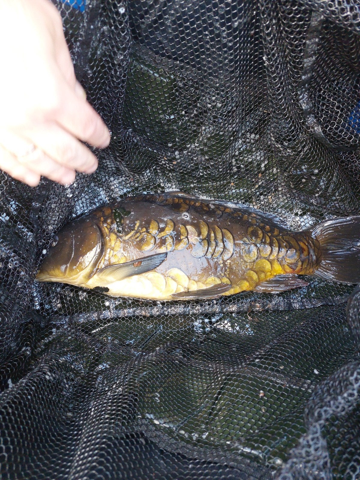 spiegelkarper, Dieren en Toebehoren, Vissen | Vijvervissen, Karper of Koi