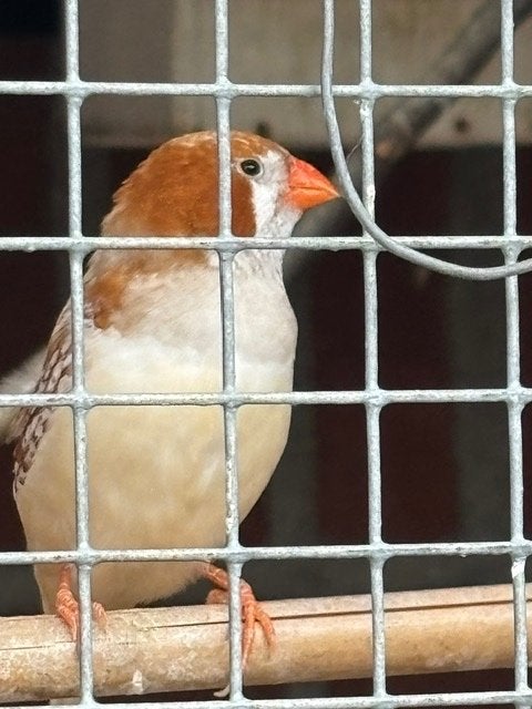 zebravink man te koop, Dieren en Toebehoren, Vogels | Overige Vogels, Mannelijk, Tropenvogel