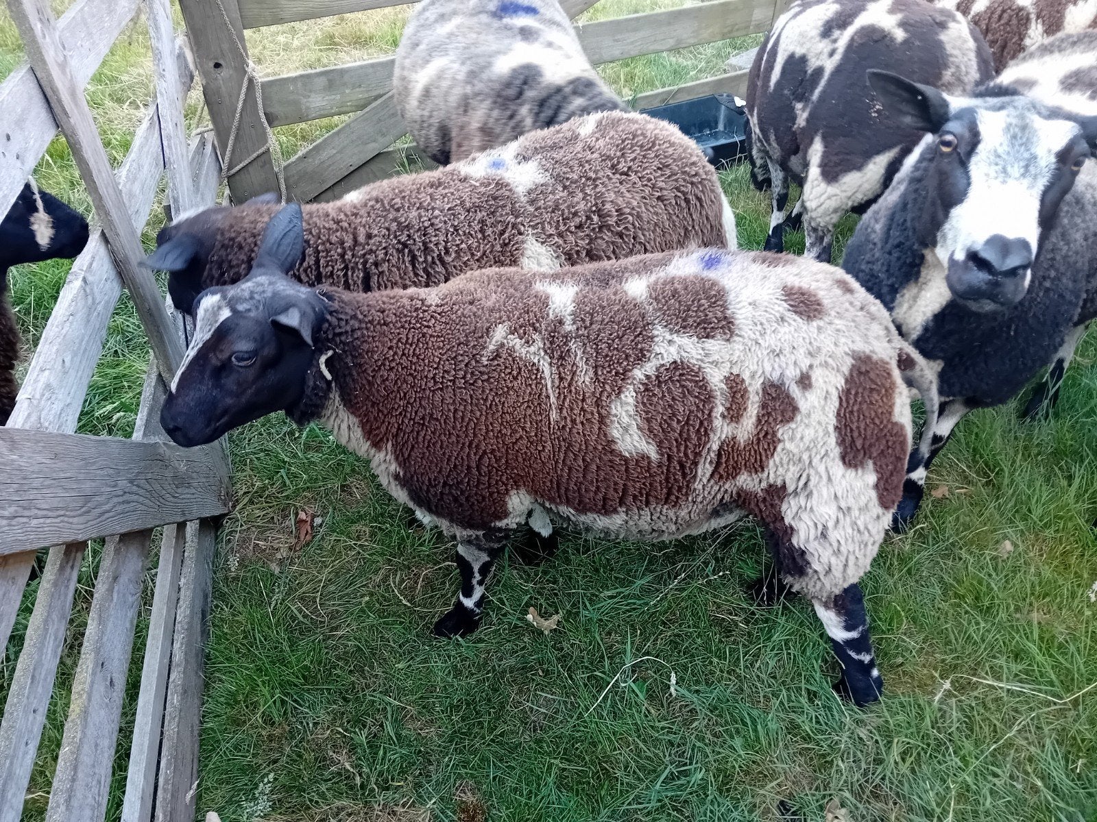 Schapen dekbok, Dieren en Toebehoren, Vrouwelijk, Schaap