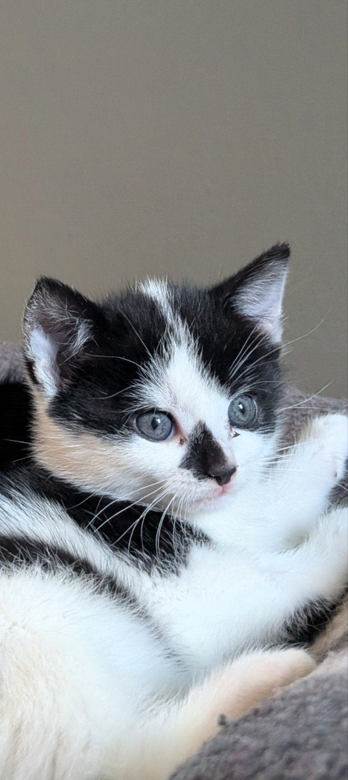 3 prachtige kittens  poesjes te koop, Poes