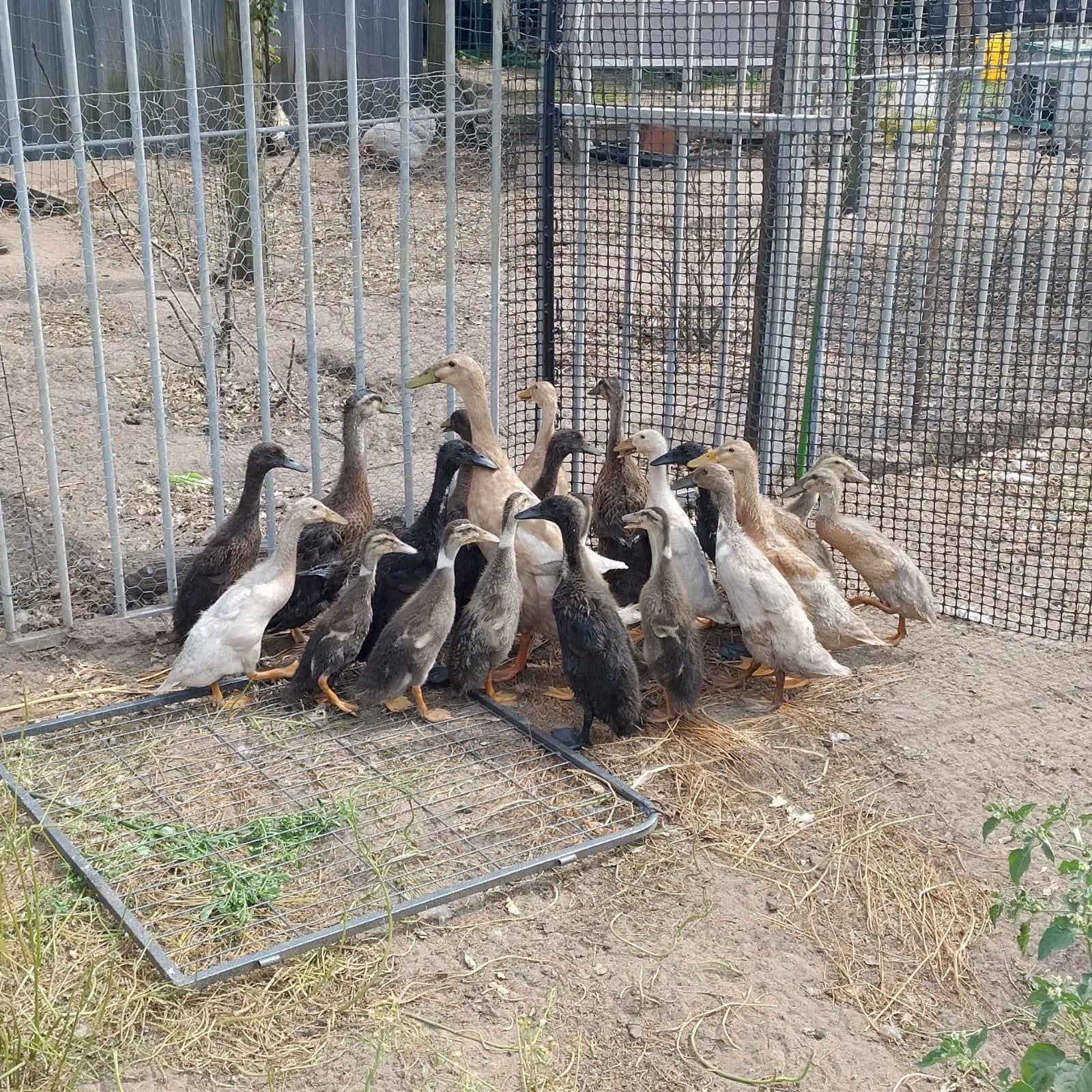 Indische loopeenden, Dieren en Toebehoren, Pluimvee, Meerdere dieren, Eend
