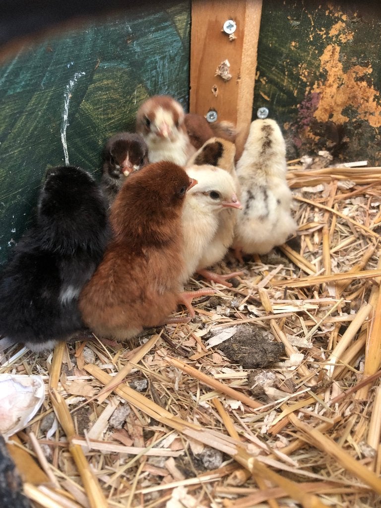 kuikens Hollandse kriel in alle kleuren., Dieren en Toebehoren, Meerdere dieren, Kip