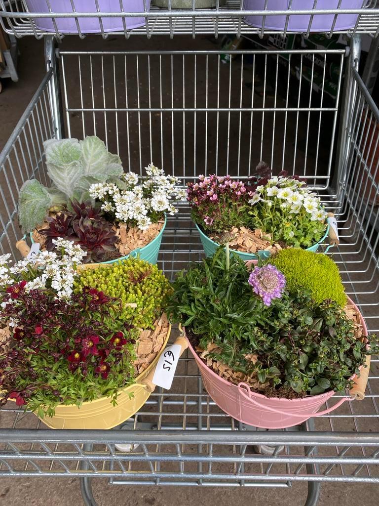 Kleurrijke plantenarrangementen in emmertjes, Tuin en Terras, Volle zon, Vaste plant, Lente, Ophalen