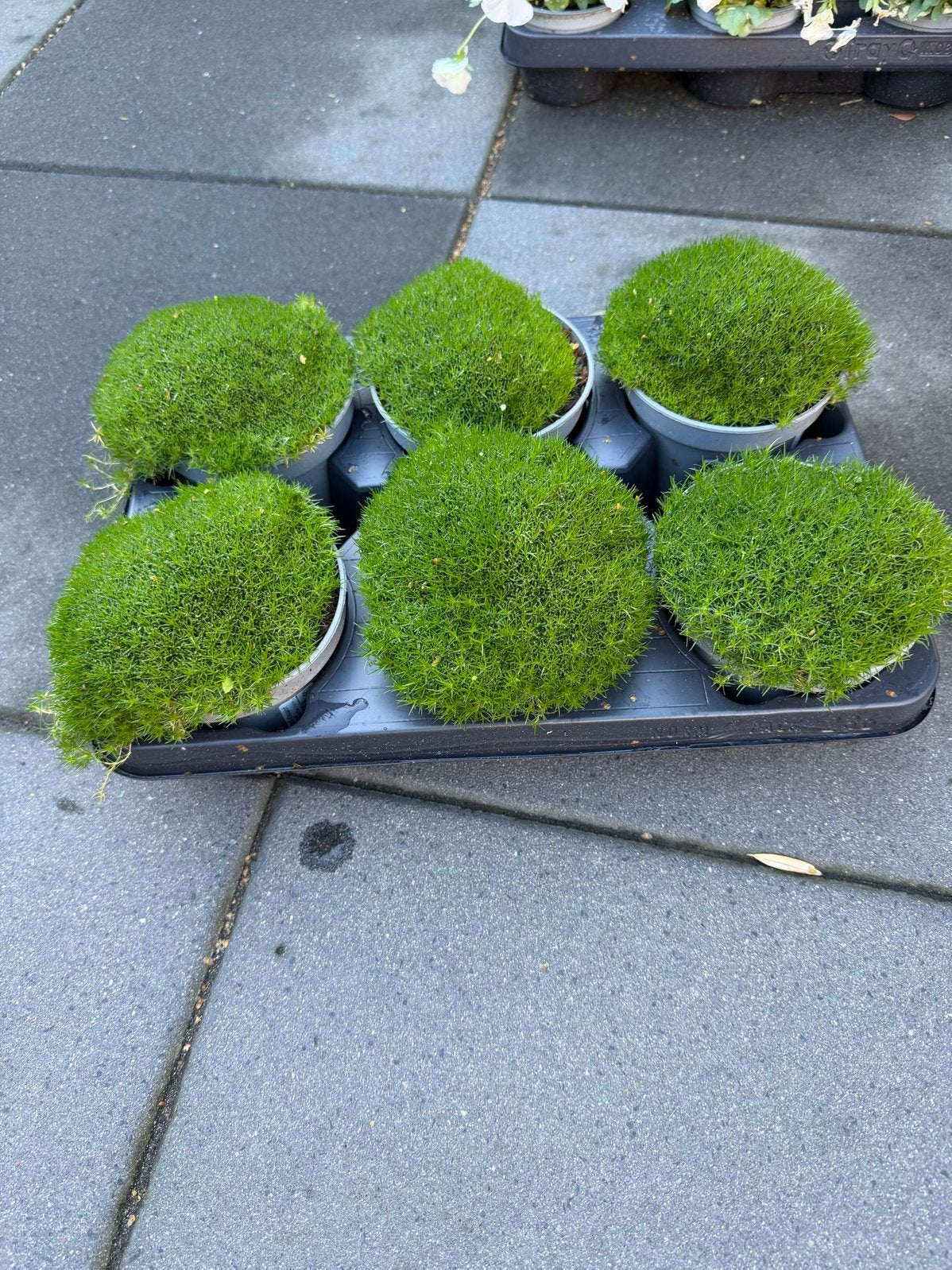 Mos plant, Ophalen, Overige soorten