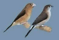 Gezocht zilverbekjes, Meerdere dieren, Kleurkanarie