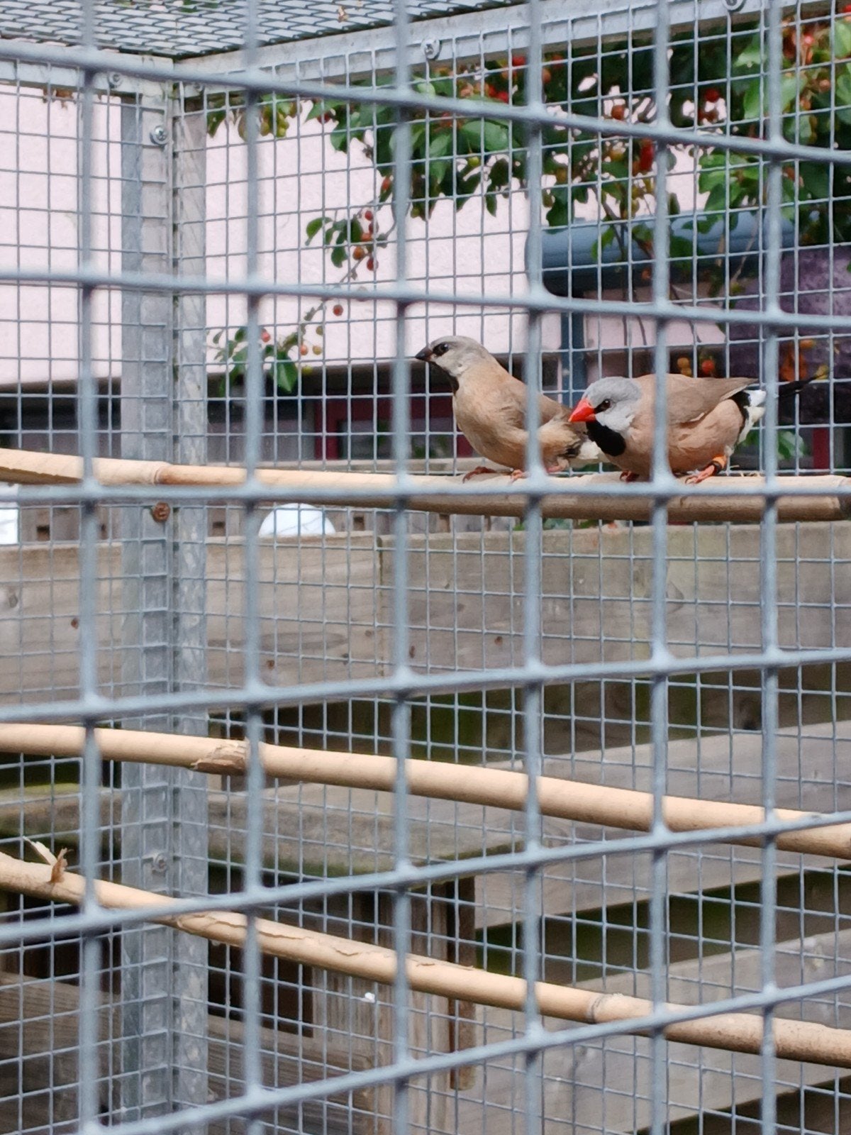 spitsstaartamadine, Dieren en Toebehoren, Vogels | Overige Vogels, Meerdere dieren