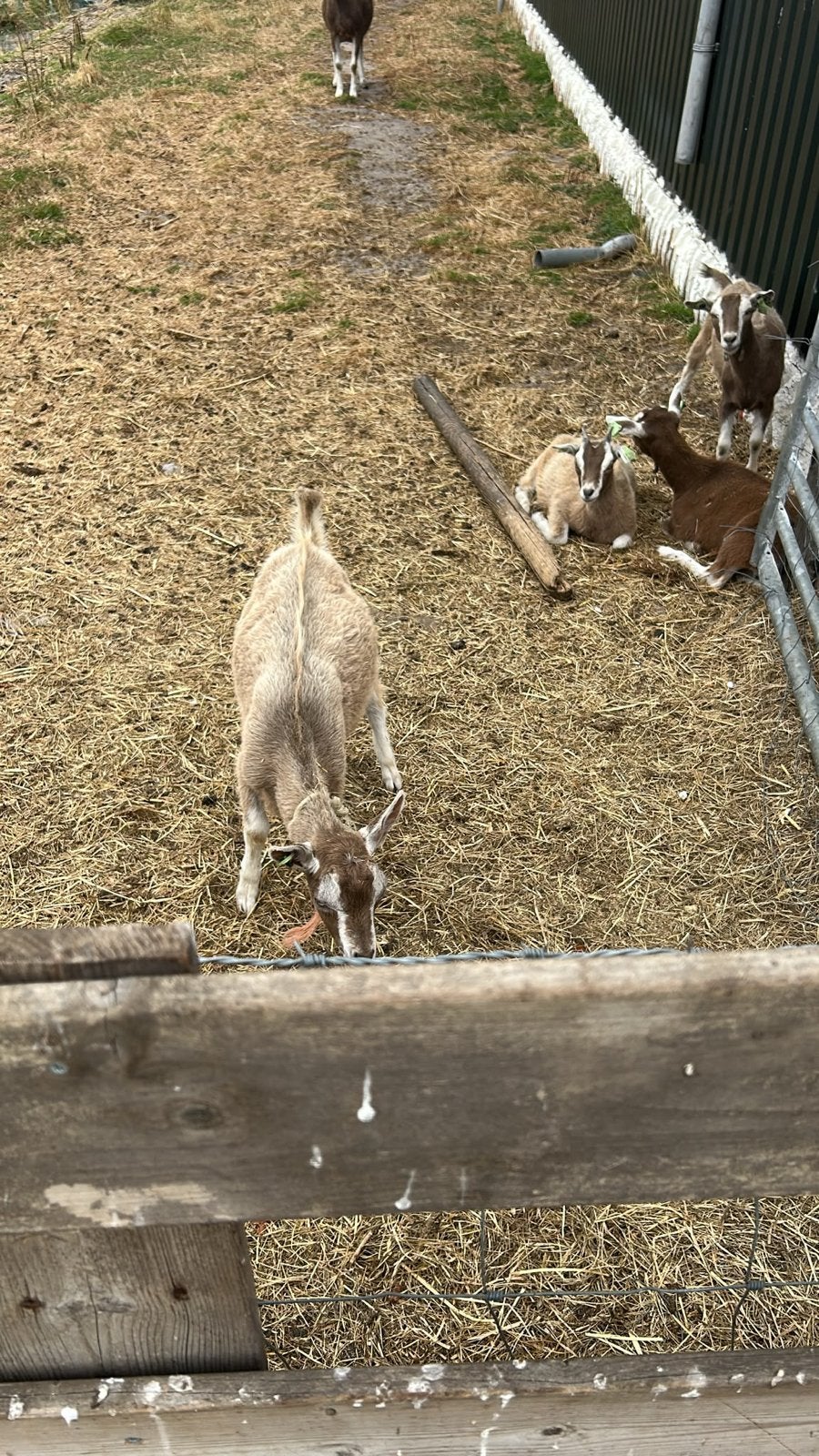2 bokken / 3 geiten / 1 moedergeit te koop, Dieren en Toebehoren, Meerdere dieren, Geit, 0 tot 2 jaar