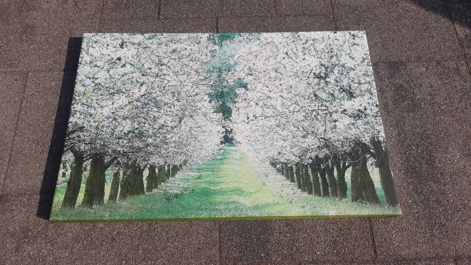 GRATIS groot tuin canvas schilderij bomen witte bloesem, Ophalen, Gebruikt