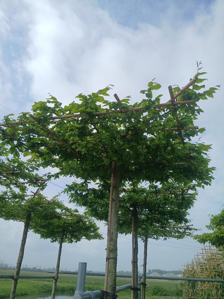 bomen dak carpinus, Tuin en Terras, Planten | Bomen, Bloeit niet, Dakboom, 250 tot 400 cm, Ophalen