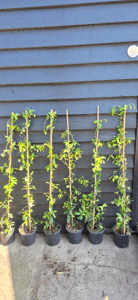Toscaanse jasmijn (Trachelospermum jasminoides) 100cm/125cm, Ophalen, Overige soorten, Struik, 100 tot 250 cm