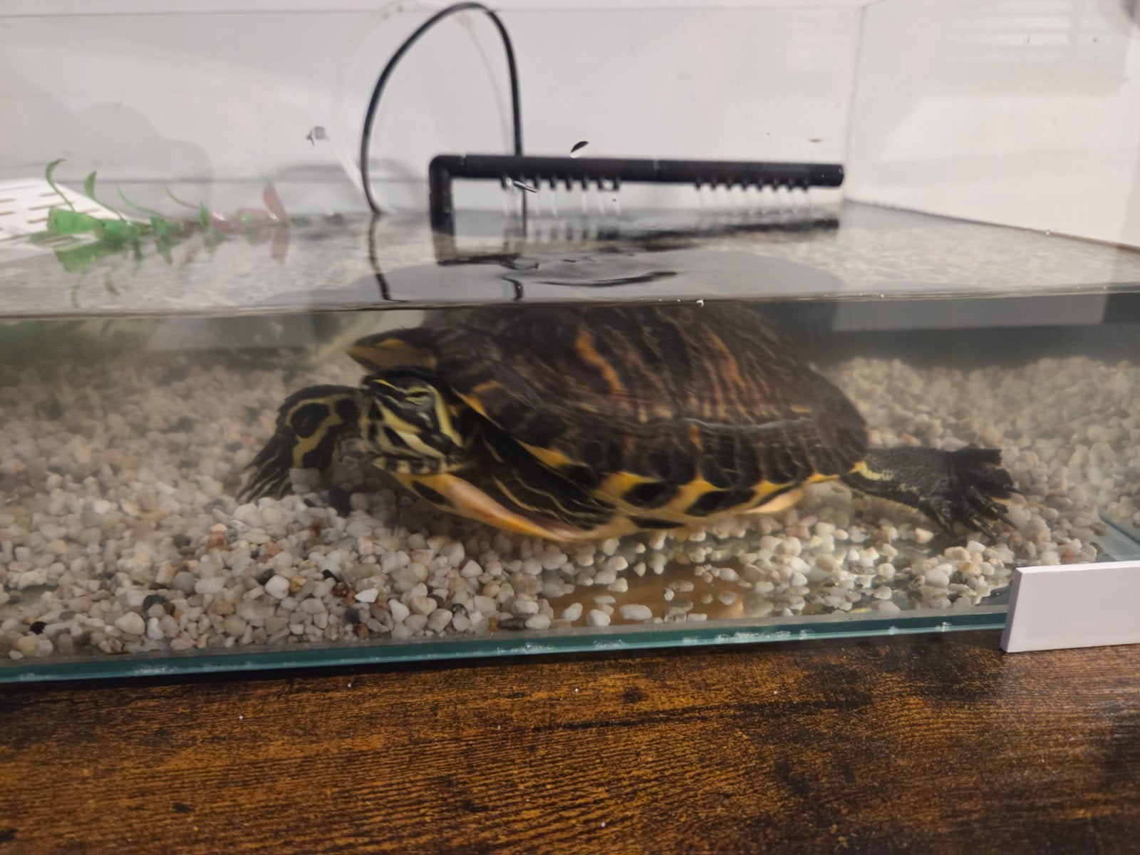 Geelwang Schildpad, Dieren en Toebehoren, Ophalen