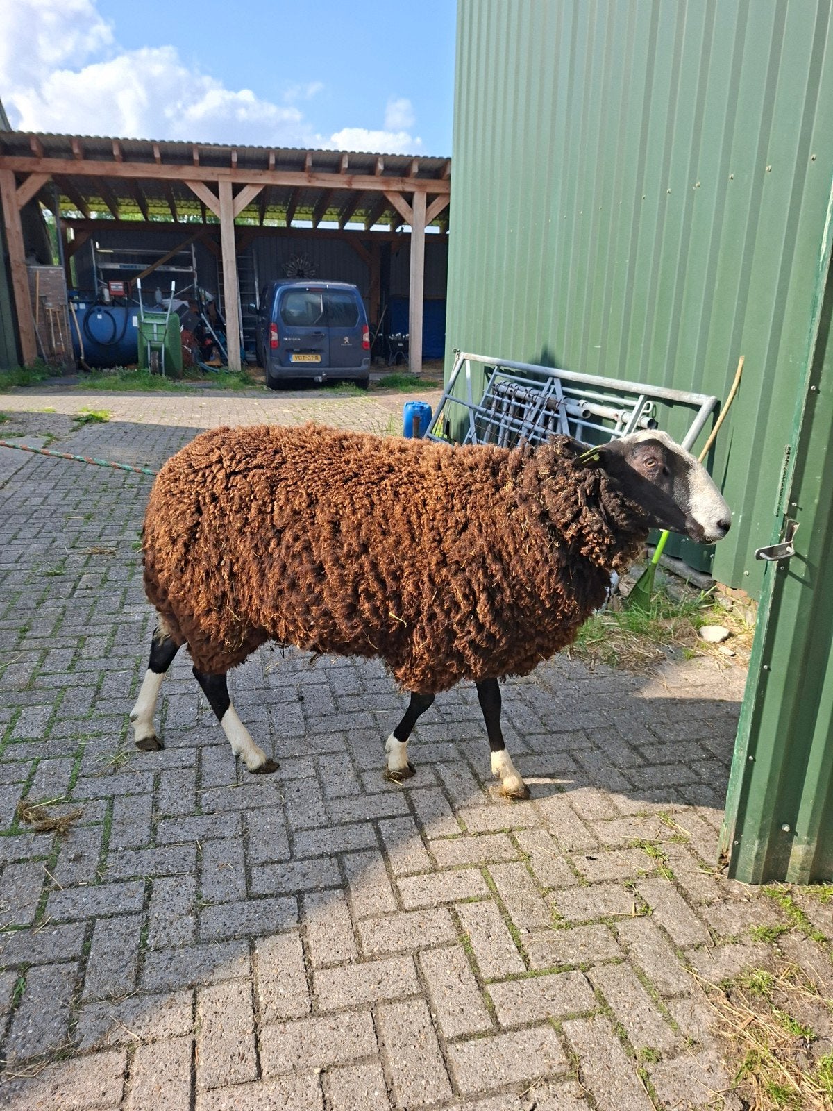 Zwartbles  dek ram