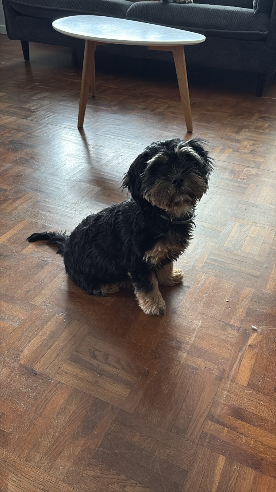 Laatste maltipoo (teefje) pup te koop 6 maanden oud, Parvo, 15 weken tot 1 jaar, Teef, Eén hond