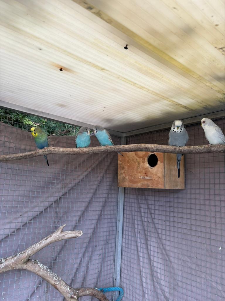Grasparkieten, Meerdere dieren, Parkiet