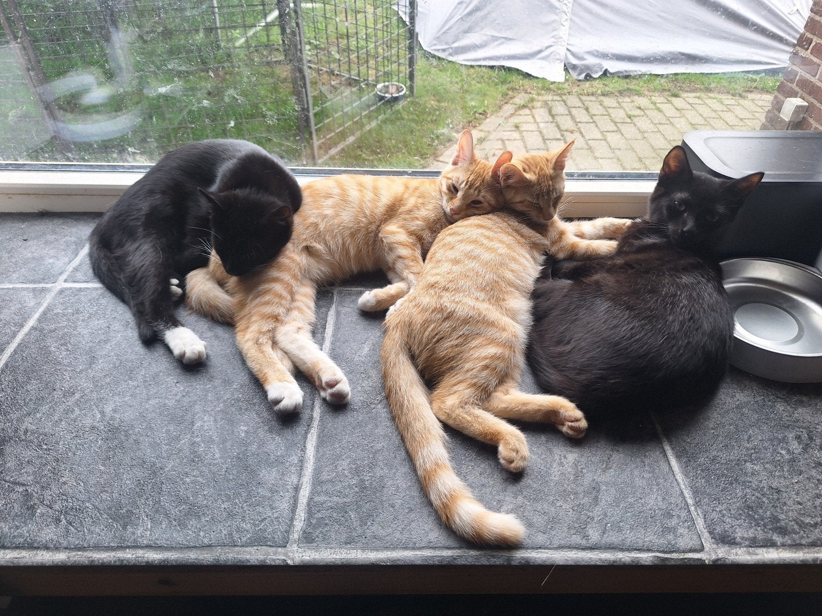 7 kittens zoeken een nieuw huisje, Dieren en Toebehoren, Katten en Kittens | Overige Katten, Meerdere dieren, Kortharig, 0 tot 2 jaar