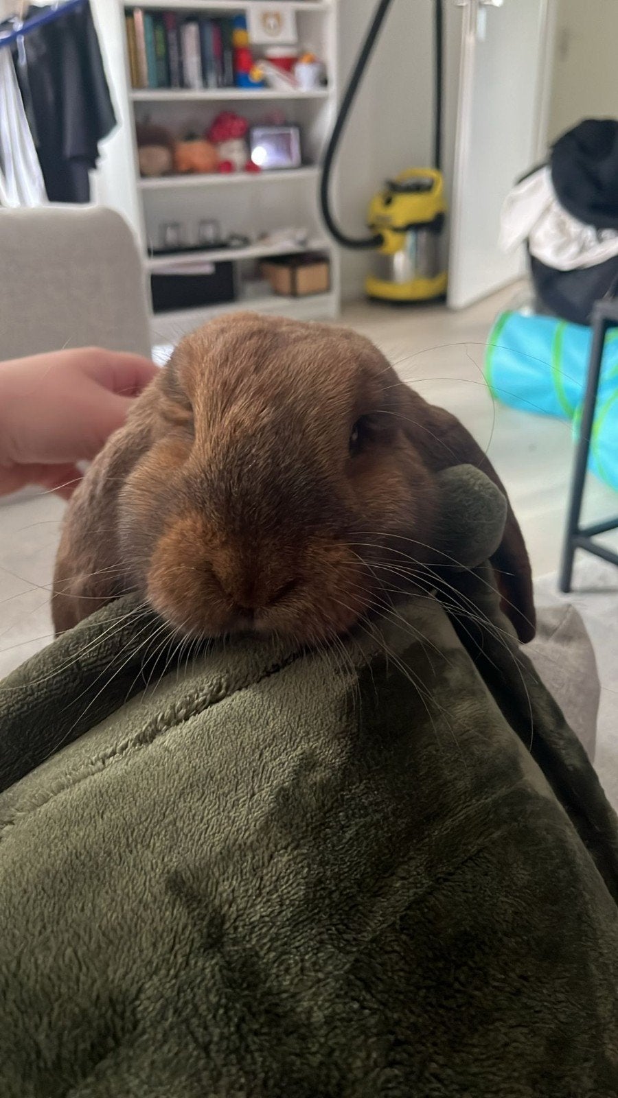 Twix Voedster, Vrouwelijk, Groot, Hangoor, 0 tot 2 jaar