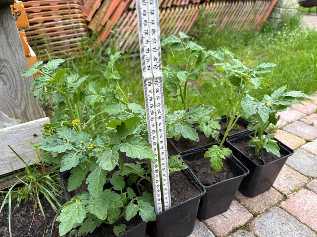 Tomaten, Ophalen, Eenjarig, Groenteplanten, Volle zon