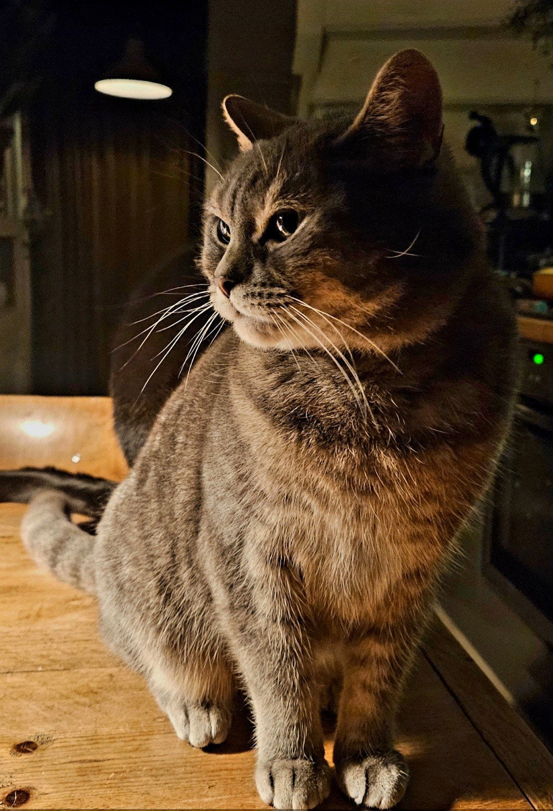 Halve Britse korthaar Abbey, Poes
