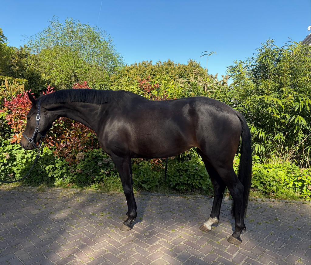 5 jarige dressuurmerrie, desperado x jazz-nieuwe advertentie, Dieren en Toebehoren, Paarden, Merrie, Met stamboom, Dressuurpaard