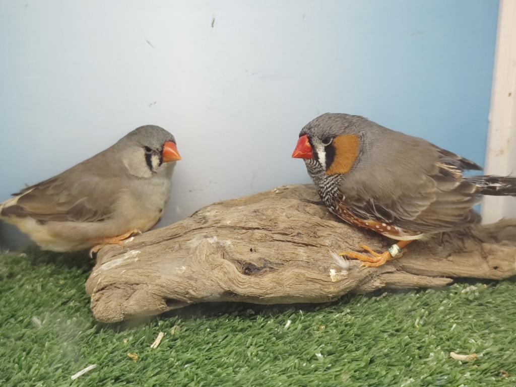 2 koppels zebravinken, Dieren en Toebehoren, Vogels | Overige Vogels, Meerdere dieren