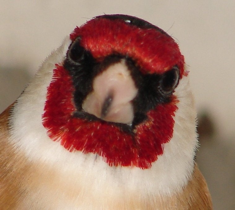 Europese vogels huisvesten met Avicultuur-LED producten, Dieren en Toebehoren, Vogels | Overige Vogels, Meerdere dieren, Wildzangvogel