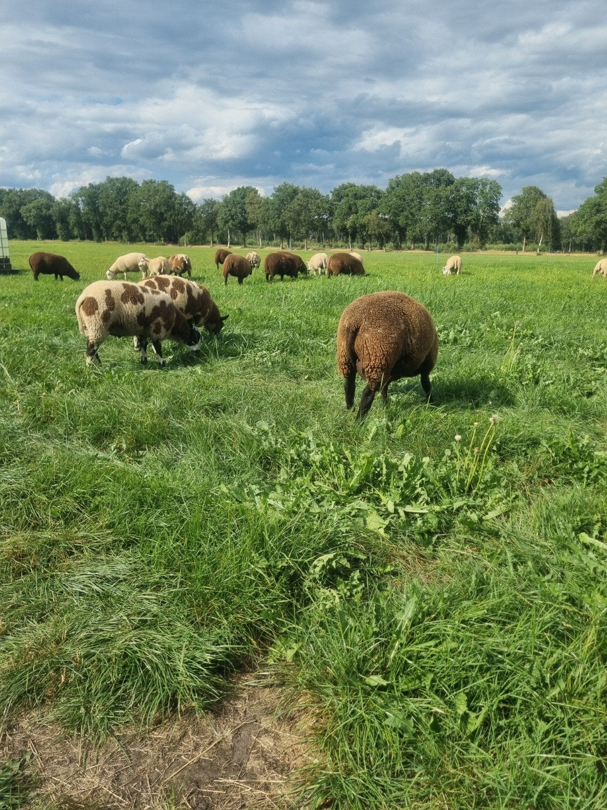 koppel rammen, Dieren en Toebehoren, Mannelijk, Schaap