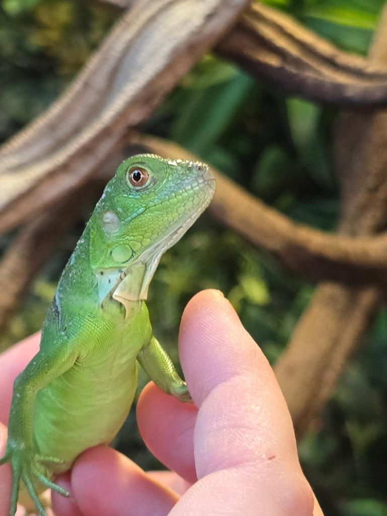Prachtige nakweek leguanen (iguana Iguana) Axanthic, Hagedis, 0 tot 2 jaar