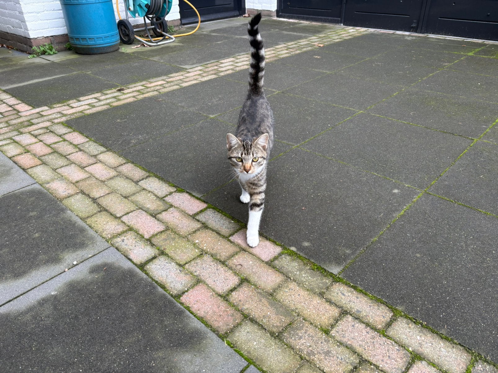 2 kittens, Poes