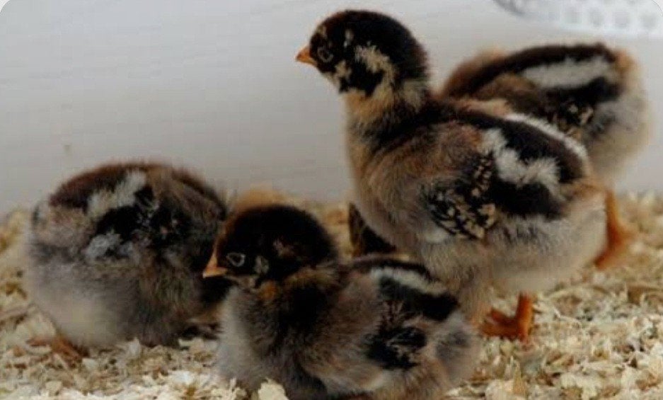 kuikens barnvelder goud gezoomd, Geslacht onbekend, Kip