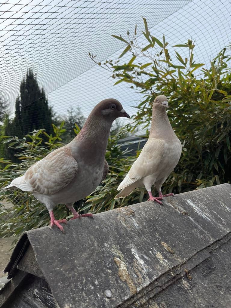 Leuke kleurpostduiven, Dieren en Toebehoren, Pluimvee, Kip, Meerdere dieren